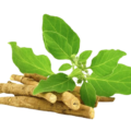Ashwagandha profile picture