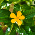 Damiana profile picture