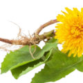 Dandelion Root profile picture