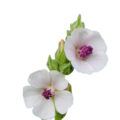 Marshmallow Root profile picture