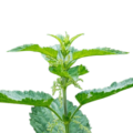 Nettle Leaf profile picture