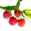Red Raspberry Leaf profile picture