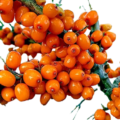 Sea Buckthorn profile picture