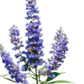 Vitex / Chasteberry profile picture